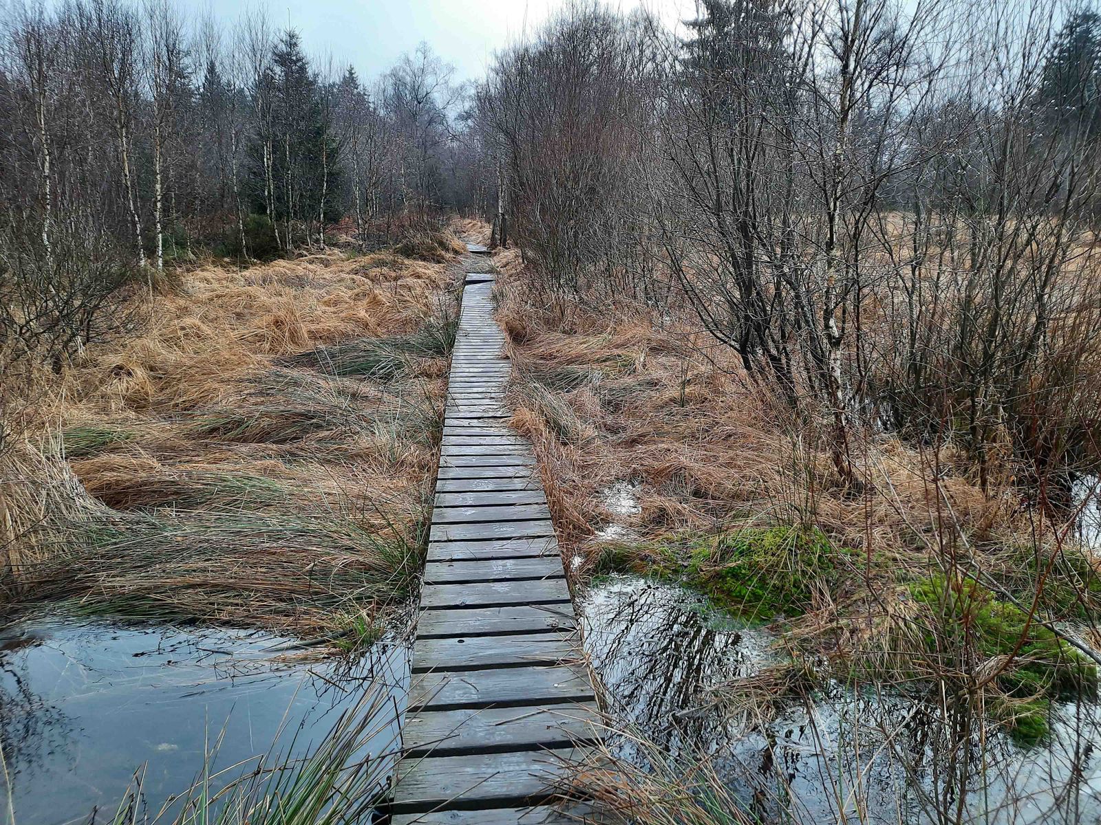 Bohlenwege