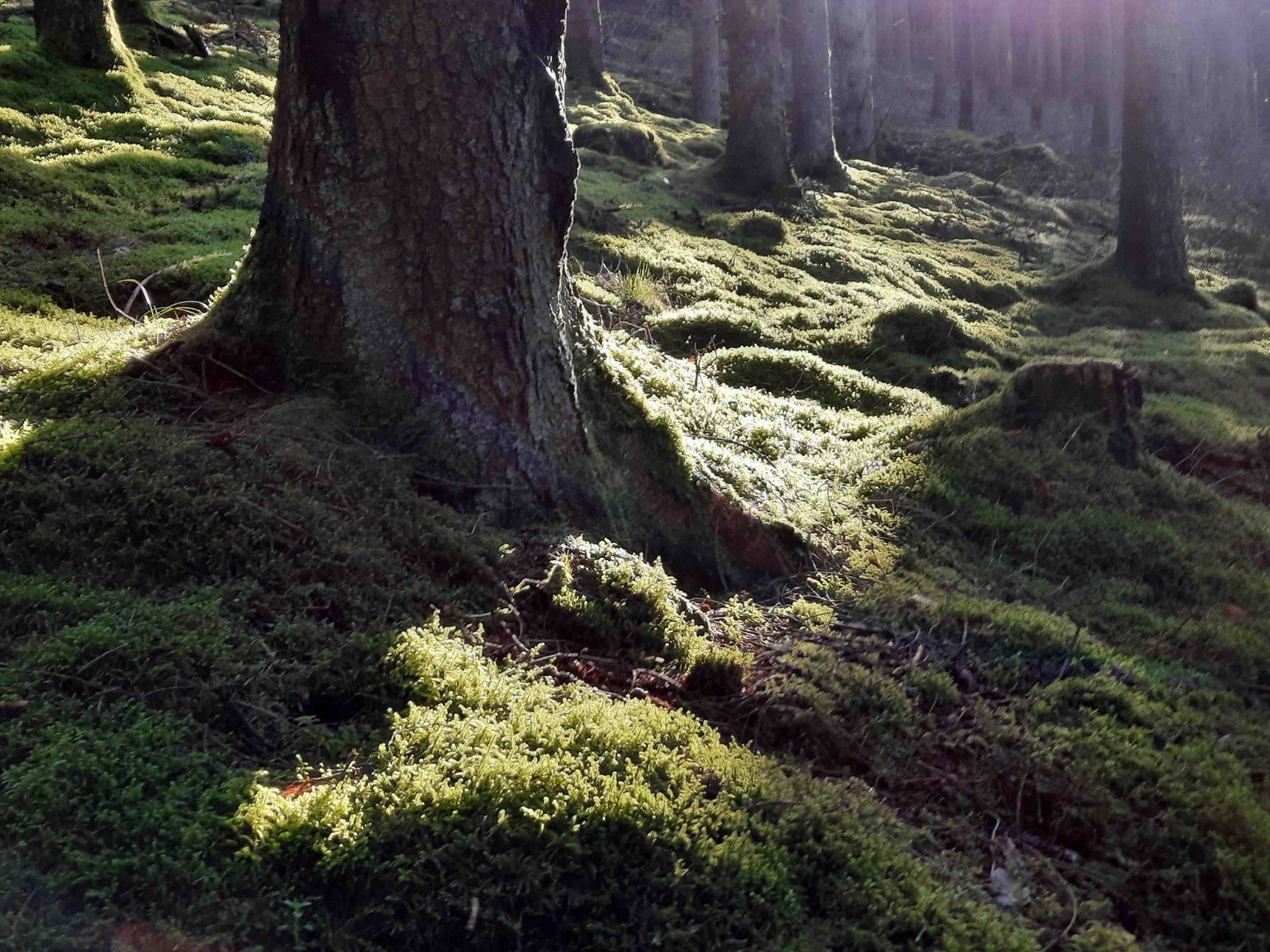 Wald