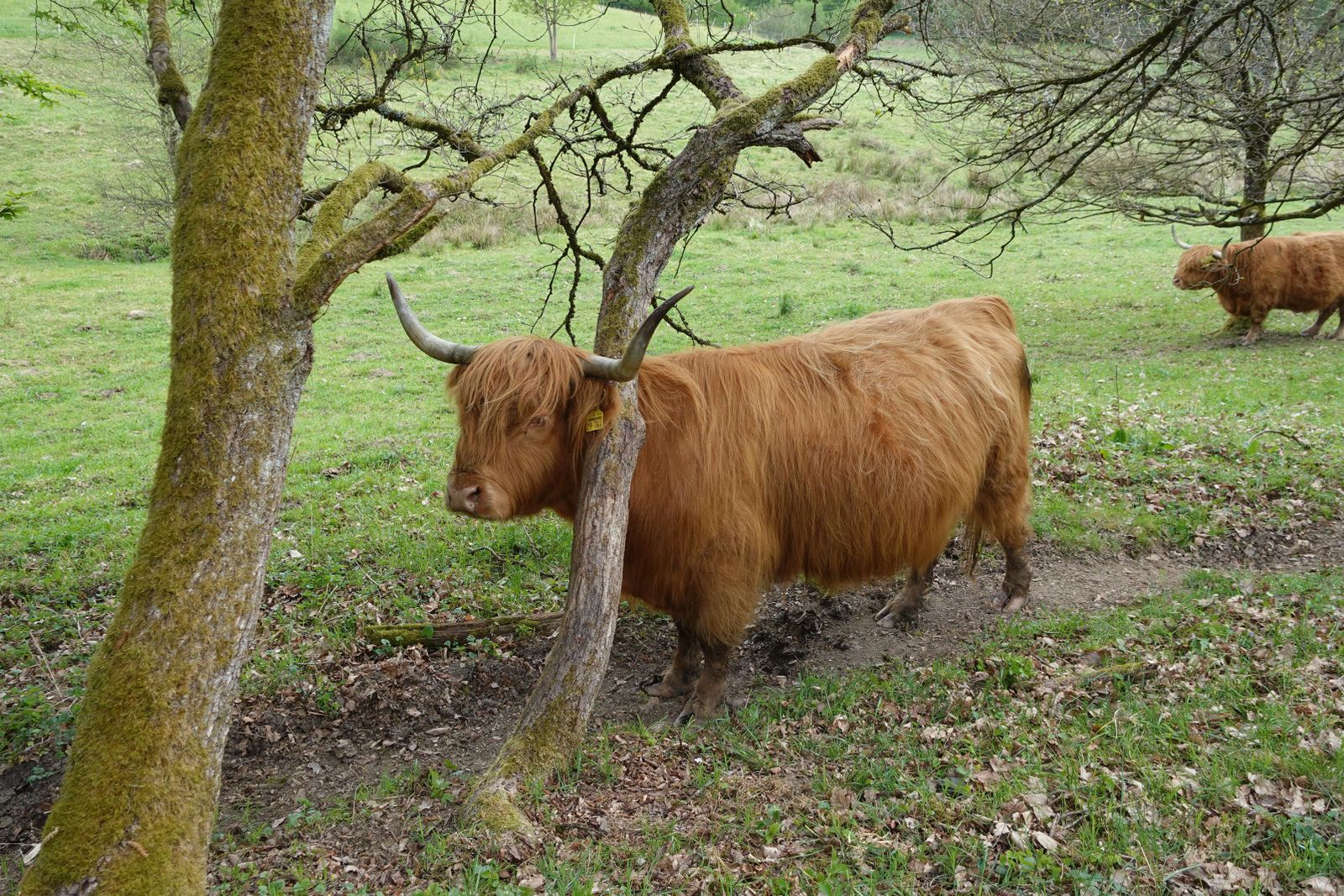 Kühe