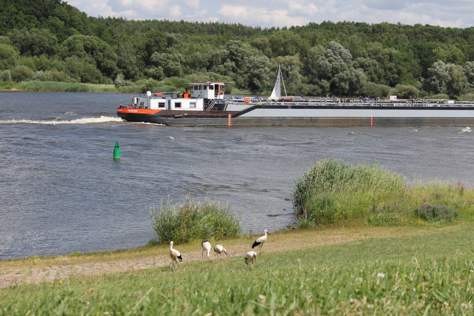 Störche