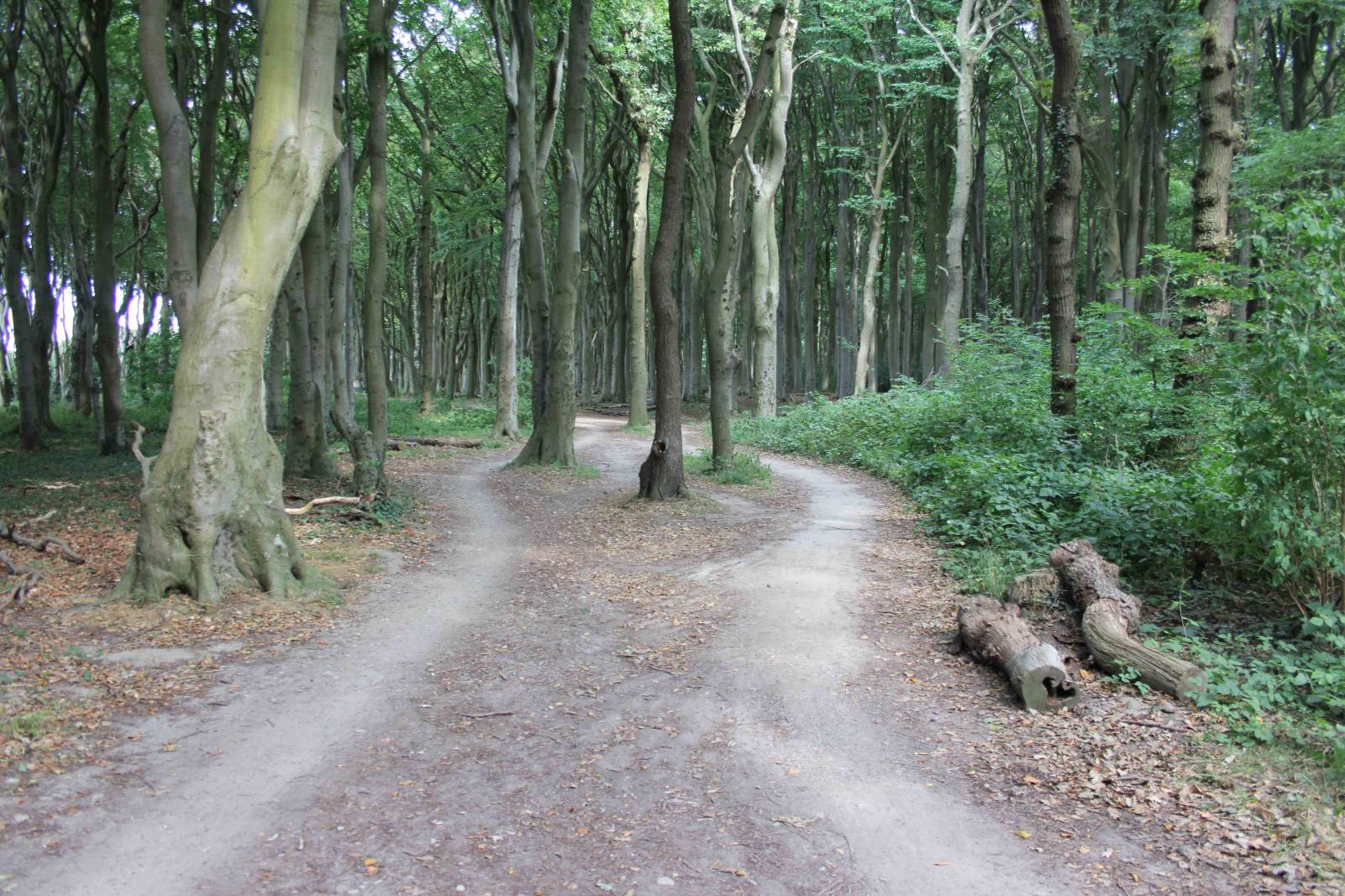 Gespensterwald