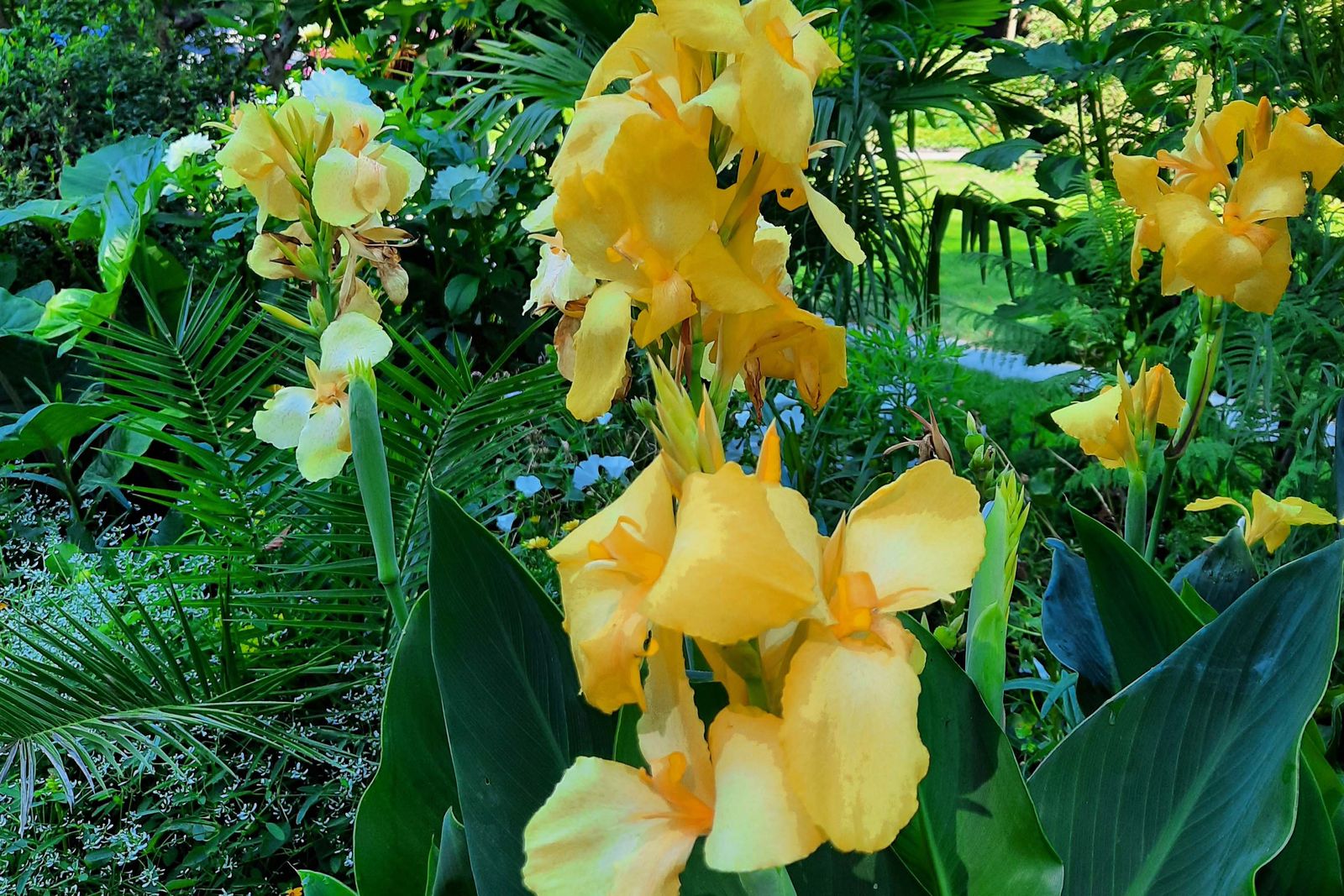 Mainau