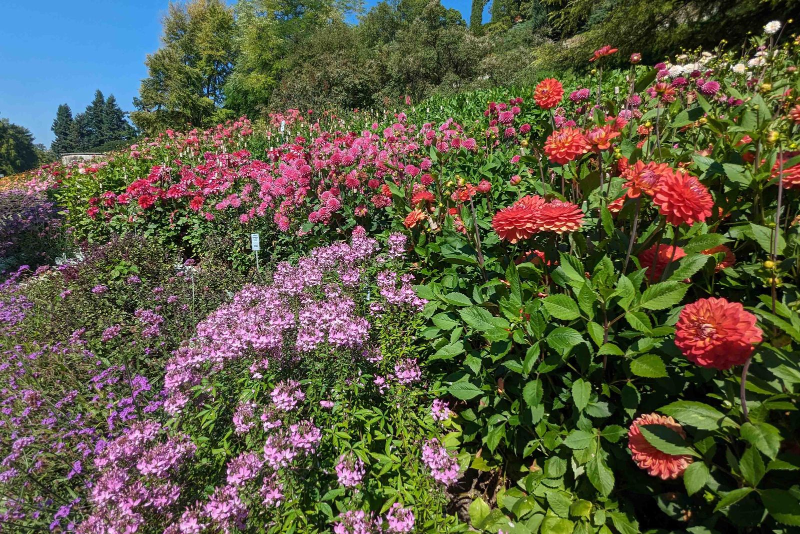 Mainau