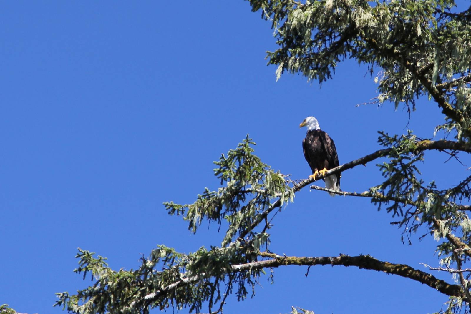 Seeadler