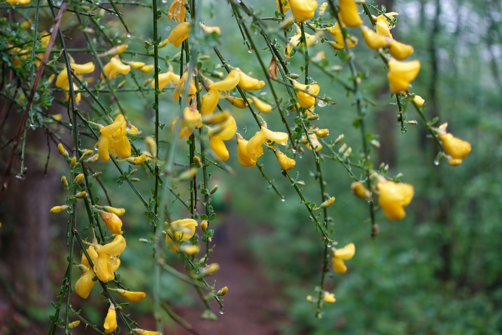 Ginsterblüte