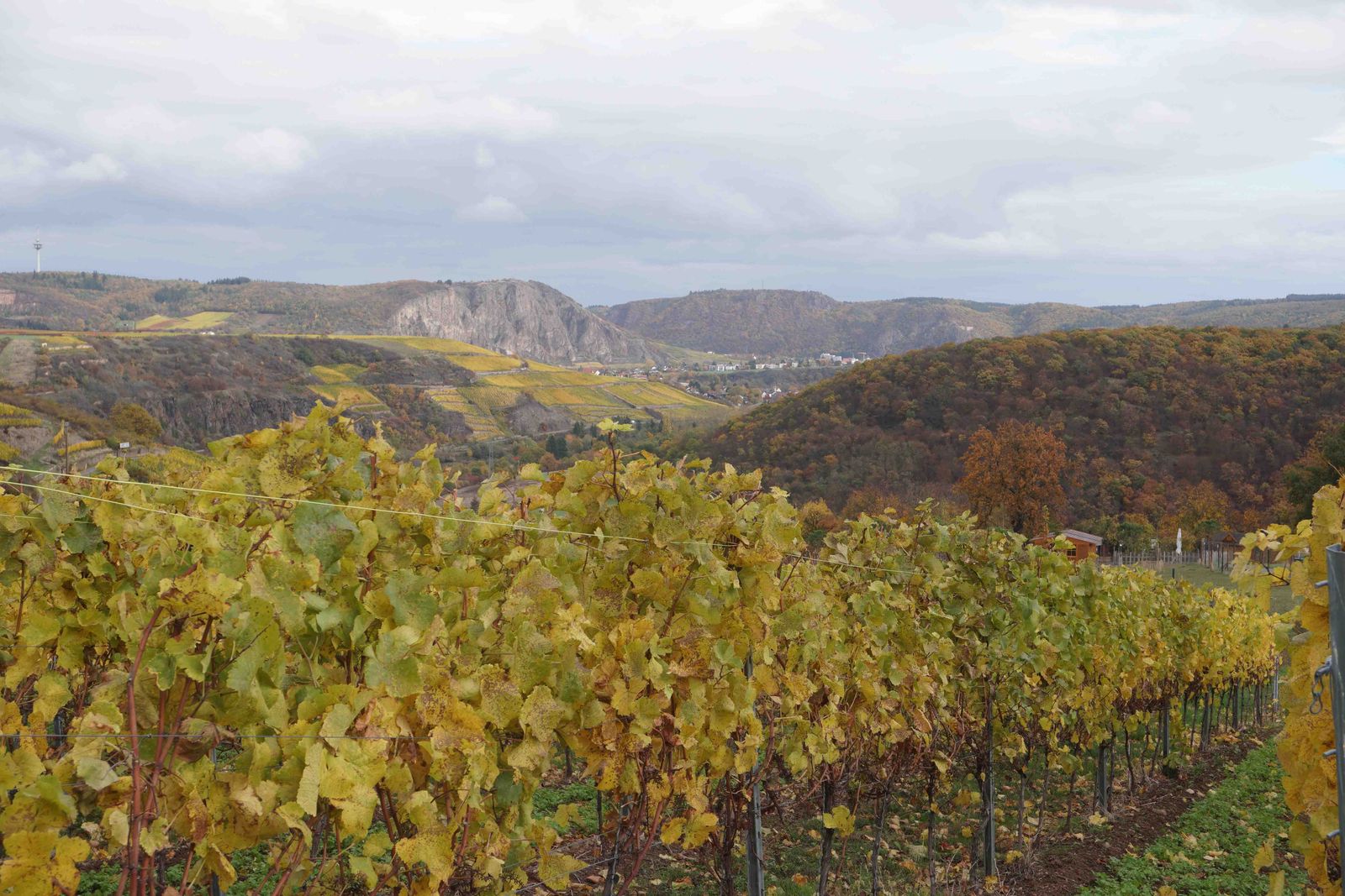 Rotenfels